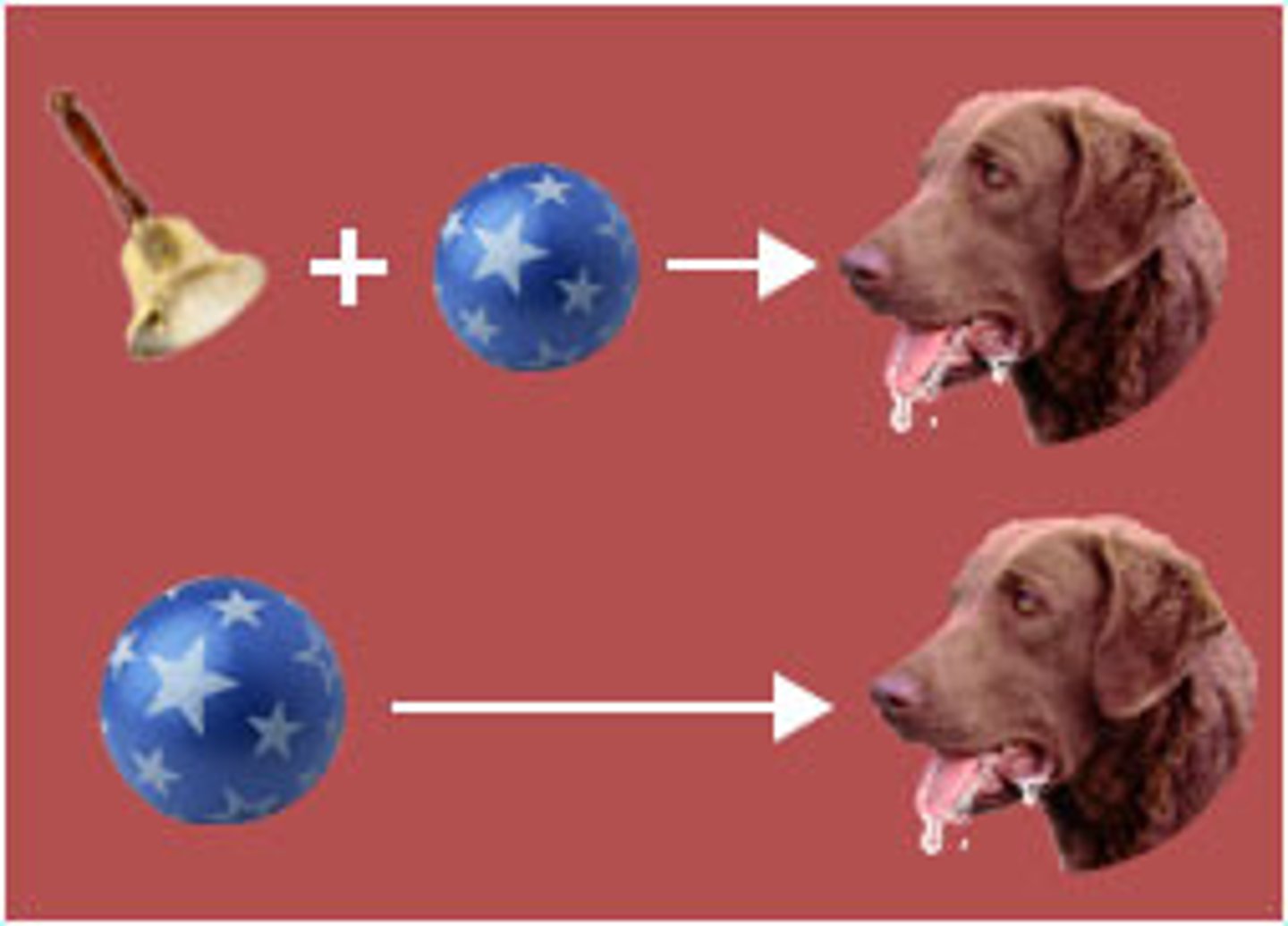<p>a procedure in which the conditioned stimulus in one conditioning experience is paired with a new neutral stimulus, creating a second (often weaker) conditioned stimulus. For example, an animal that has learned that a tone predicts food might then learn that a light predicts the tone and begin responding to the light alone. (Also called second-order conditioning.)</p>
