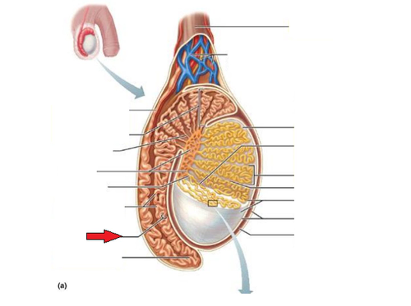 <p>houses sperm during maturation</p><p>-mature, motile sperm are stored in the tail and vas deferens</p>