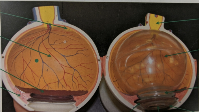 <p>label the structures the arrows are pointing to.</p>