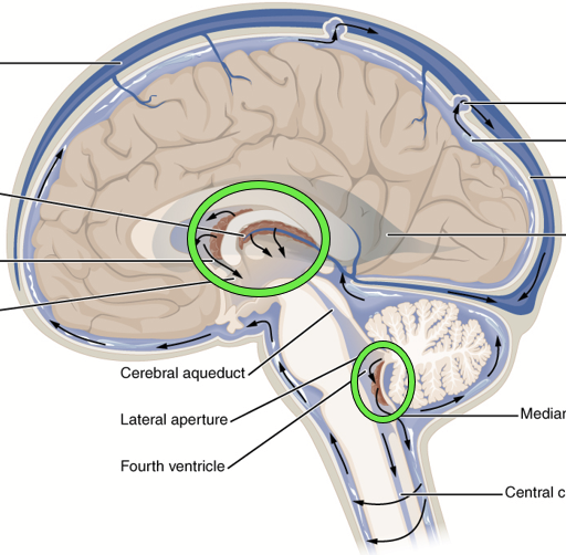 <p>Specialized areas of the pia mater where blood is “filtered” to produce cerebrospinal fluid with the optimum composition for survival and function of nerve cells.</p>
