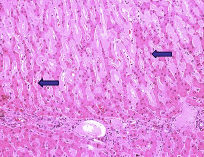 <p>what does the image show?</p>