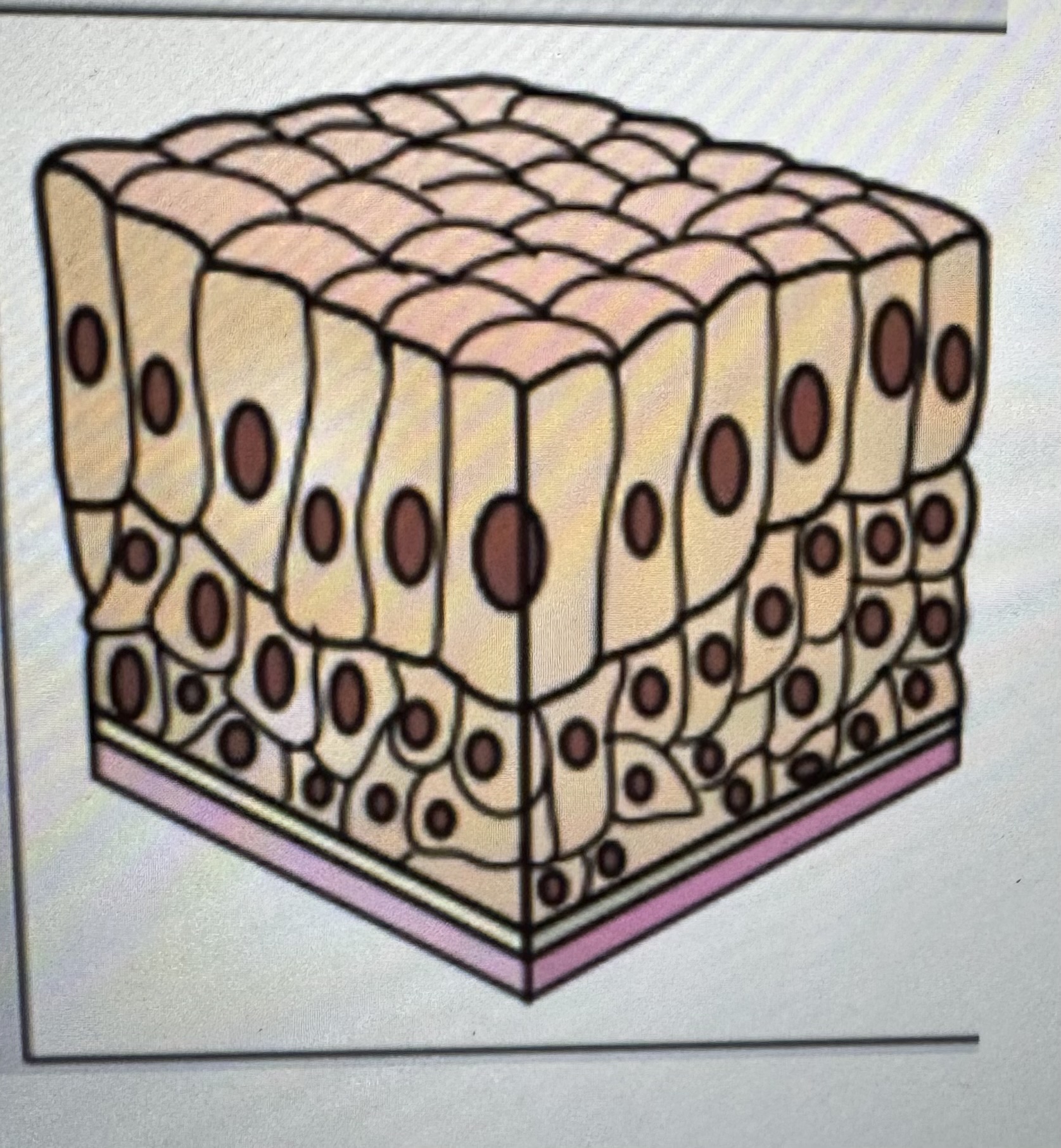 <p>Label identify classify cell type </p>