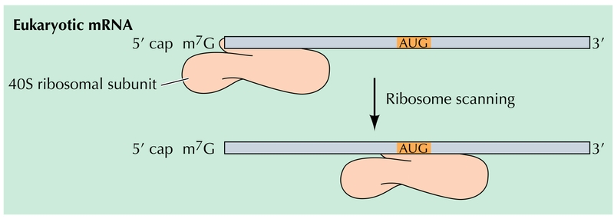 <p>Methionine encoded by AUG, initiates translation in both prokaryotes and eukaryotes</p><ul><li><p>The 7- methyl guanosine cap of eukaryotic mRNA binds the ribosome and helps to align it for translation</p></li></ul><p></p>