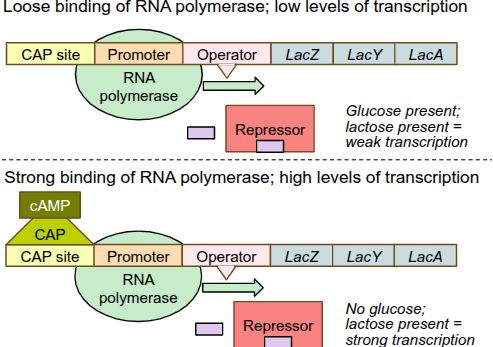<p>when there is no lactose present, the lac repressor is bound to the operator, which prevents transcription</p><p>when lactose is present, the cell converts lactose to allolactose, which acts as an inducer for the lac repressor(because it changes the shape and allows RNA polymerase to initiate transcription)</p><p>allolactose binds to the lac repressor→ repressor changes shape→detaches from operator</p><p>RNA polymerase can now bind to the operator, but only loosely until it has help from a protein</p><p>transcription is weak until there is positive regulation</p>