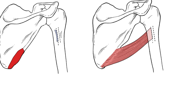 <p>What is the insertion for teres major?</p>