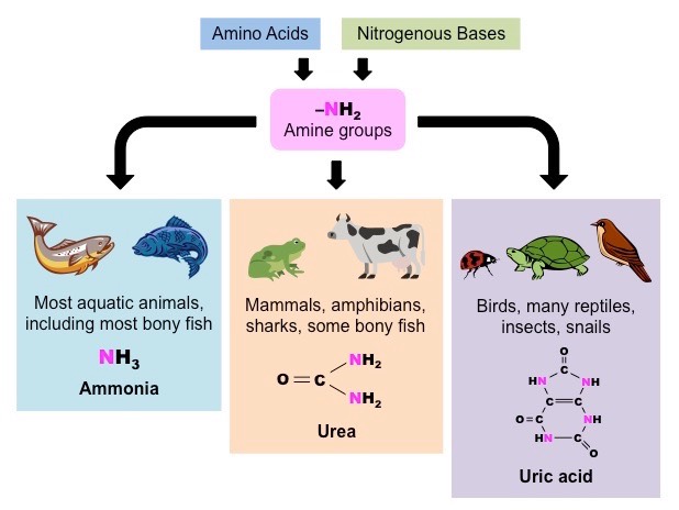 <p>Ammonia, Urea, And Uric acid</p>