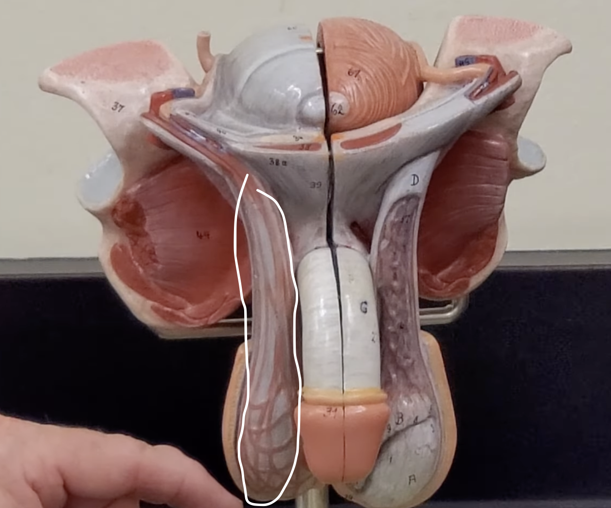 <p>group of muscles that resemble a bed similar to the vasa recta</p>