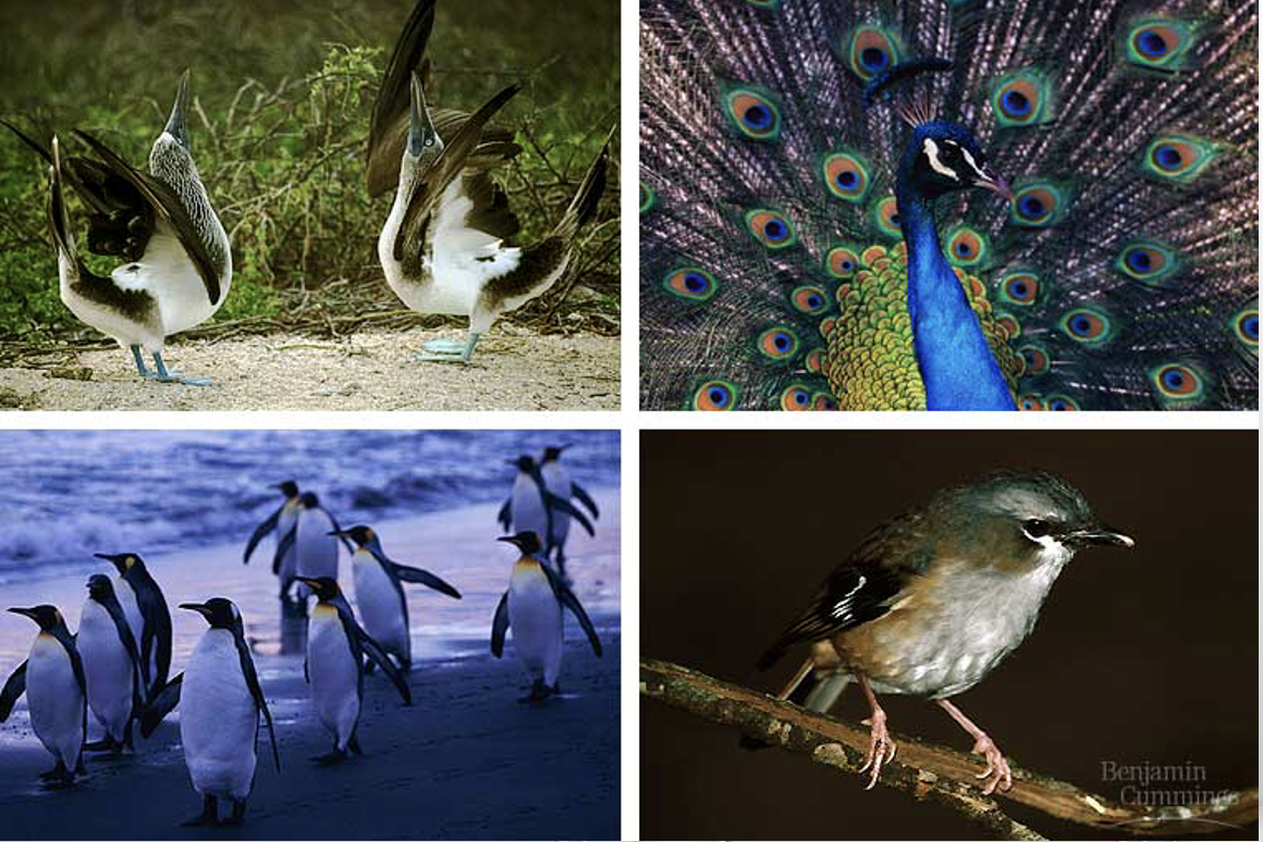 <p>aves (birds with vertebrates)</p>
