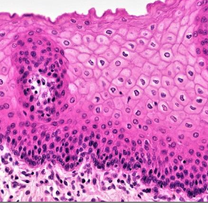 <p>Identify this epithelial tissue, where it is found, and its function.</p>