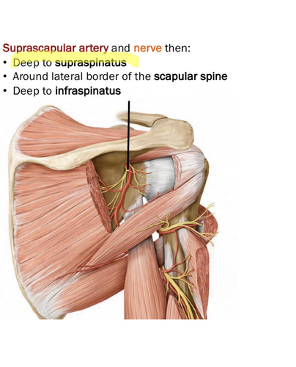 <p>this a. and n. are deep to supraspinatus, around lateral border of the scapular spine, deep to infraspinatus</p>