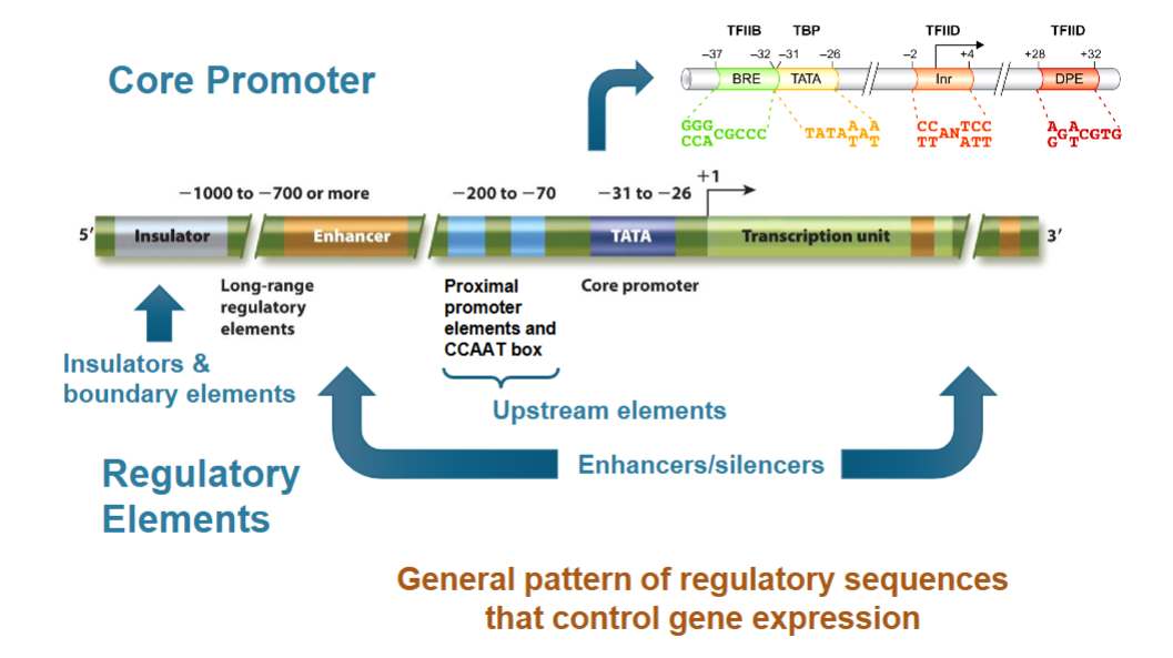 <p>class II promoters have two parts: core elements and regulatory elements</p><p>core elements include:</p><ul><li><p>TATA box, initiator, downstream element, TFIIB recognition element</p></li></ul><p>regulatory elements include: </p><ul><li><p>upstream elements (GC boxes, CCAAT boxes, promoter proximal elements)</p></li><li><p>enhancers and silencers</p></li><li><p>boundary elements and insulators</p></li></ul><p></p>