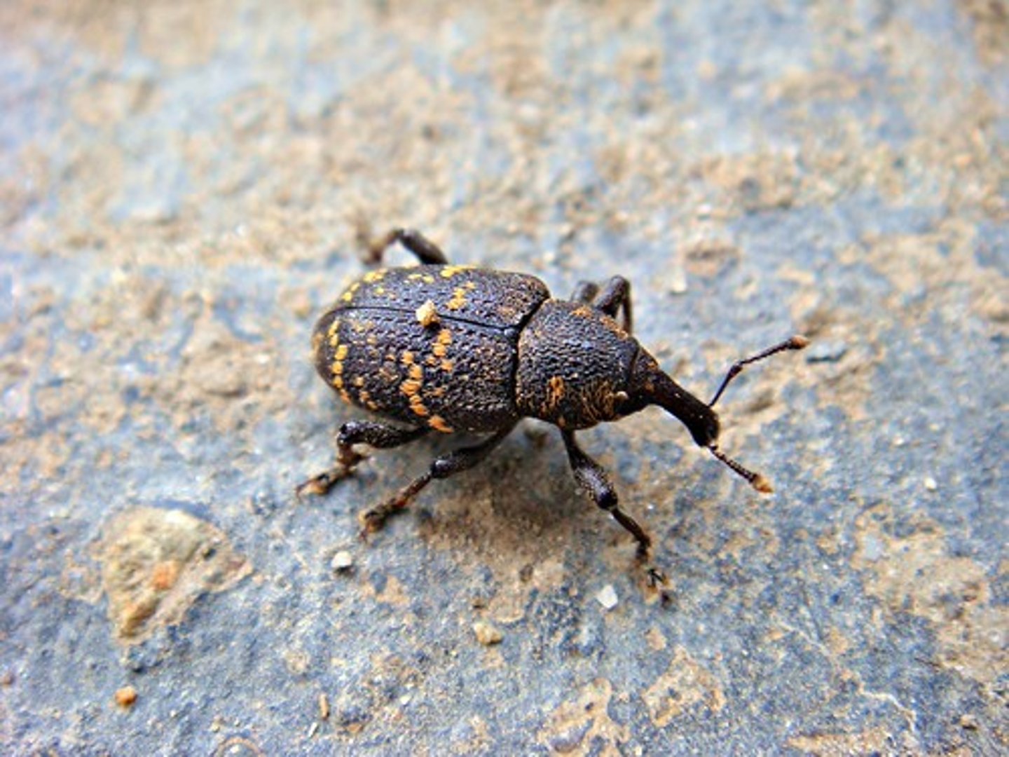 <p>Curculionidae</p>