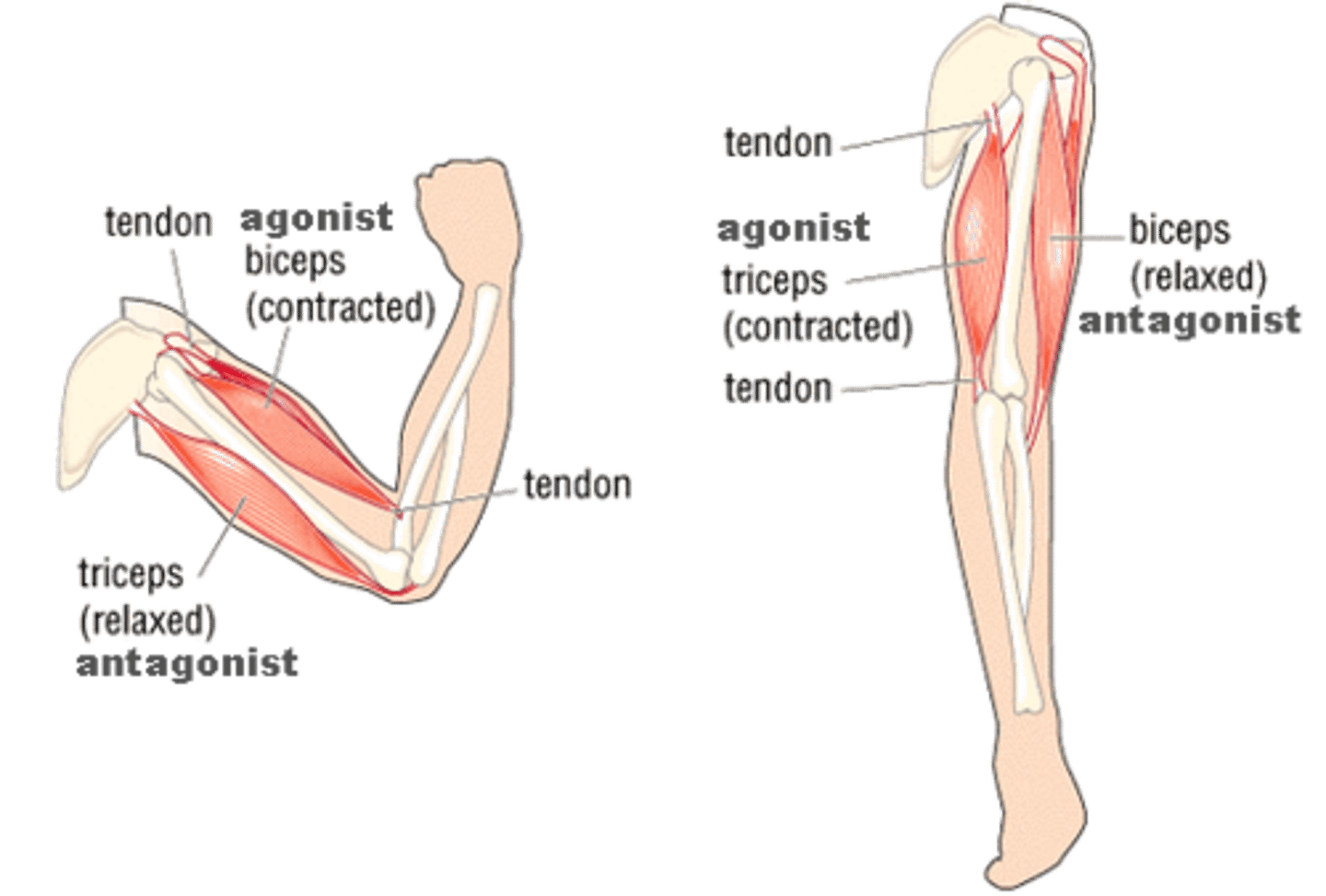 <p>prime mover, directly produces a desired movement<br><br>ex: biceps are agonist to bicep flexion</p>