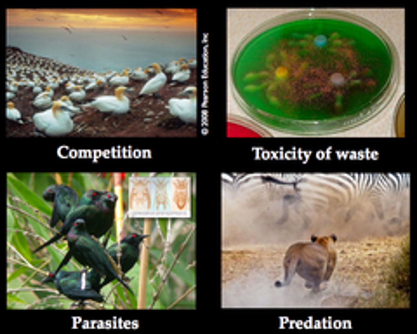 <p>Factors that operate strongly only when population density reaches a certain level. These factors do not affect small, scattered populations as much.</p><p>Examples include competition, predation, herbivory, parasitism, disease, and stress from overcrowding.</p>