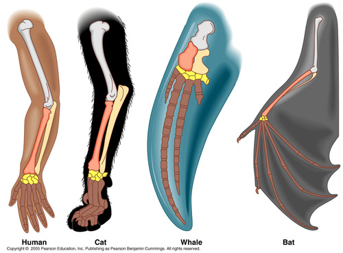 <p>different organisms have similar body parts</p>