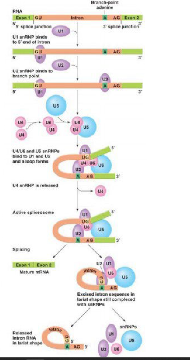 <p>U1 snRNA identifies the 5' end of the intron and the U2 snRNA binds to the branch point near the 3’ end. The other snRNA subunits arrive and bend the RNA so that a loop forms. U6 catalyzes cutting and joining of exons ends and a lariat loop is released.</p>