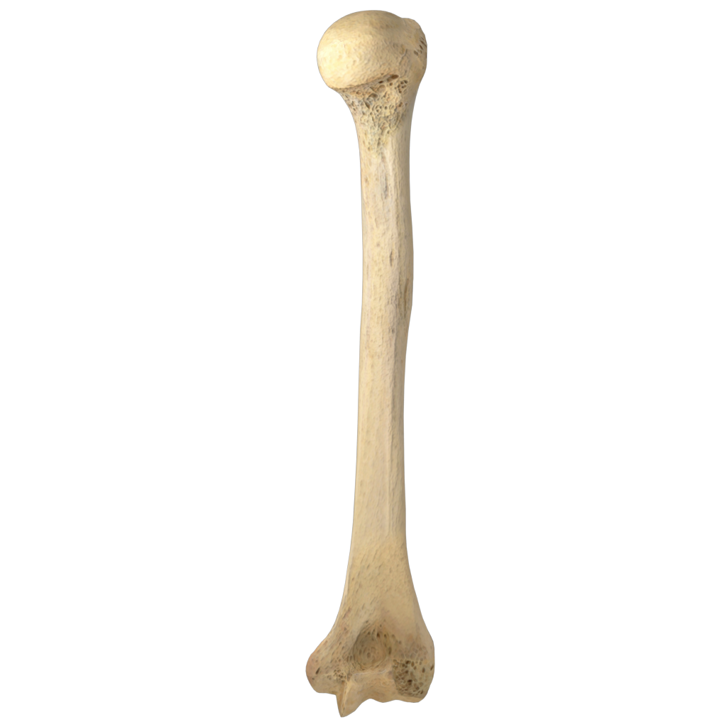 <p>Identify the bone.</p>