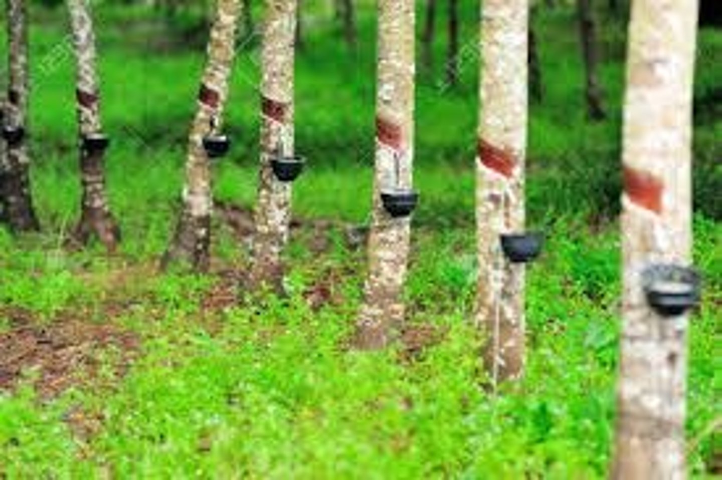<p>Rubber trees are used to produce tires for cars, planes, and spacecraft.</p>