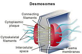 <p>-adhering junction</p><p>-plaque on sides, CAM keeps it together</p><p>-ex. in stretchy tissues</p>