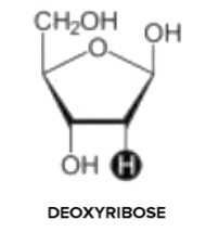 <p>Wat is een deoxyribose?</p>