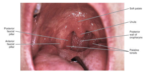 <ul><li><p>are formed laterally on each side by the <strong>anterior faucial pillar</strong> and the <strong>posterior faucial pillar</strong></p></li><li><p><strong>palatine tonsils</strong> are located between these folds of tissue created by underlying muscle</p></li><li><p>important to know locations</p></li></ul><p></p>
