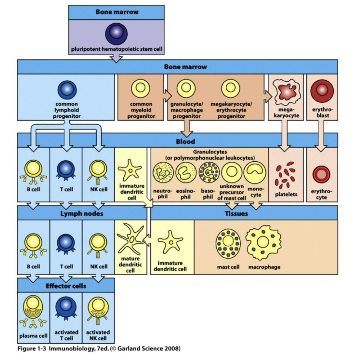 knowt flashcard image