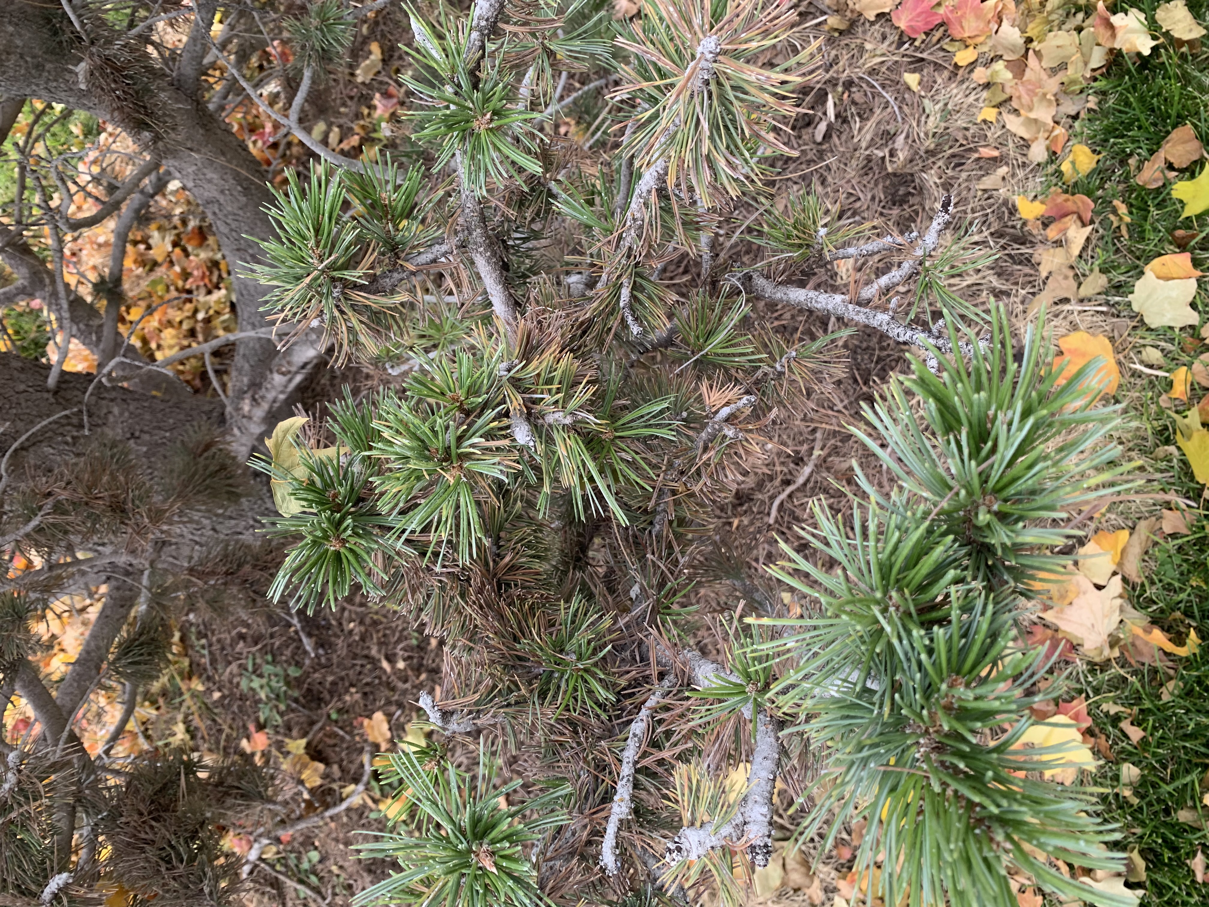 <p>zone 4</p><p>20’x20’</p><p>bottlebrush needles in 5s, white sap dots</p><p>rock garden, specimen for habit</p>