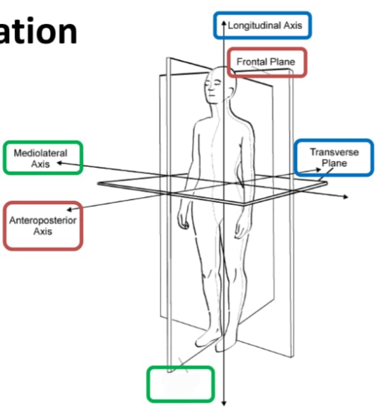 <p>Sagittal plane</p>