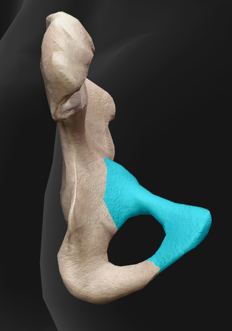 term image