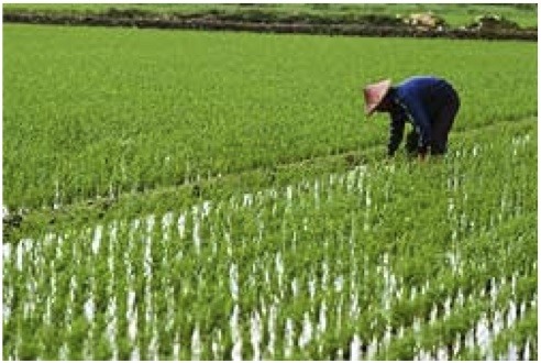 purposely planted, cultivated and harvested