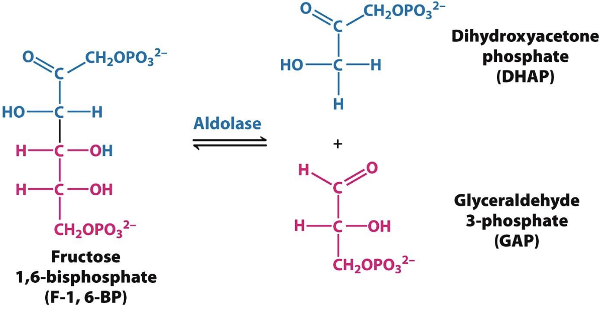 <p>Enzyme that catalyzes step 4: <strong>Fructose-1,6-BP → Glyceraldehyde-3P (GAP) + Dihydroxyacetone P (DHAP)</strong></p><p>→ cleaves open form of 6C fructose into 2 3C molecules</p>