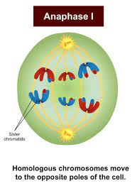 <p>What occurs during Anaphase I of Meiosis? </p>