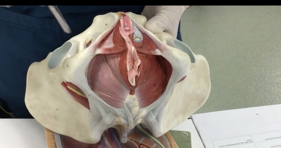 <p>Description: Group of muscles to the pelvic floor</p><p>Relationship: Supports pelvic viscera</p>