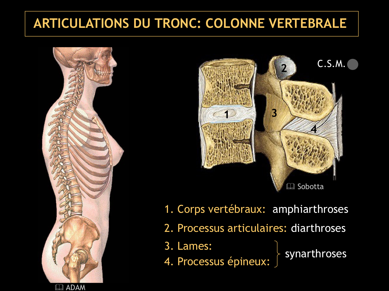 <p>Des diarthroses</p>
