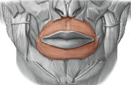 <p>origin: maxilla and mandible </p><p>insertion: skin of lips </p><p>function: closes lips </p>