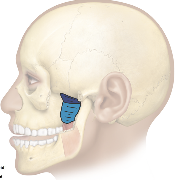 <p>Action and innervation of the mastication muscle: Lateral Pterygoid</p>