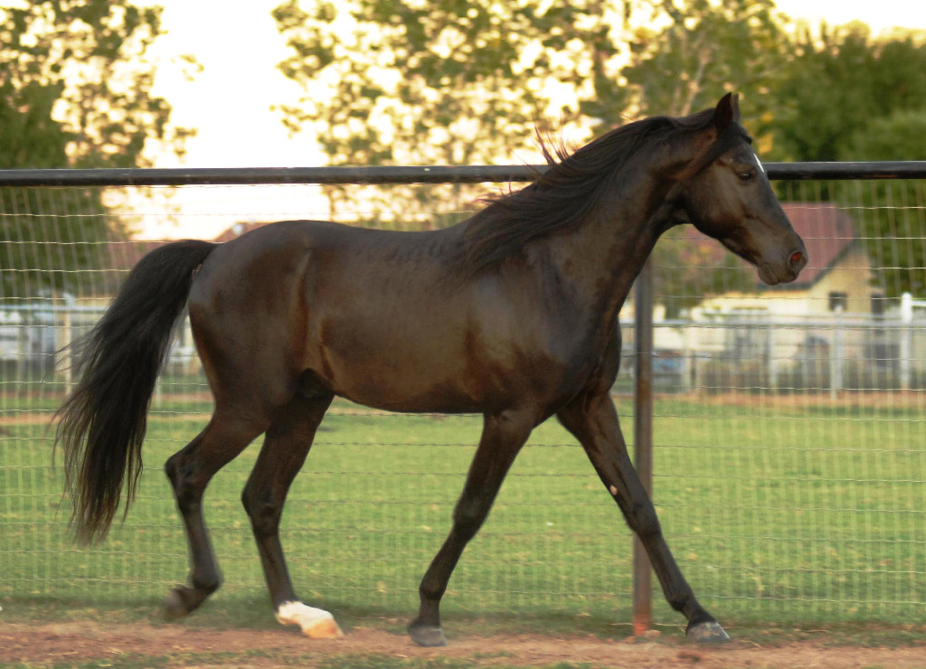 <ul><li><p>Crossed with American Saddlebred, Standardbred and Tennessee walking horse</p></li><li><p><span style="color: red"><strong>Fox trot gait</strong></span></p><ul><li><p><span style="color: red"><strong>Hind foot strikes the ground just ahead of diagonal front foot</strong></span></p></li></ul></li><li><p>Used as a pleasure / stock horse and for trail riding</p></li></ul><p></p>