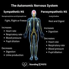 <p>Automatic nervous system</p>