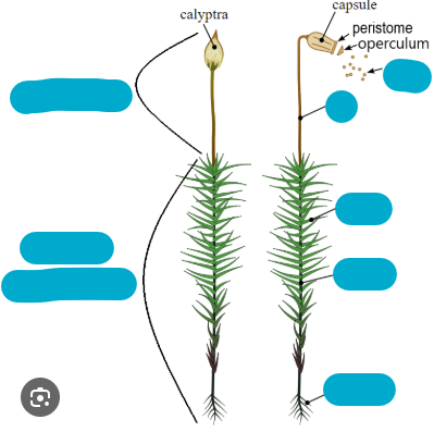 <p>what is this? what are the missing words? what type of plant?</p>