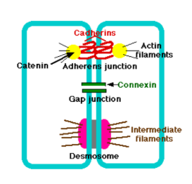 <ul><li><p>Has 2 types: 1) Desmosome: Use the intermediate filaments to weld cells together, is better for shear (parallel) stress.</p><p>2) Adhering junctions: -<span><span>Use microfilaments </span></span>to connect cells. -Formed by cadherins which can act as a signal pathway from the outside environment to be transmitted to the cytoplasm.</p><p></p></li></ul><p></p>
