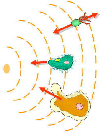 <p><span style="font-family: &quot;New York&quot;"><strong>chemotaxis</strong></span></p>