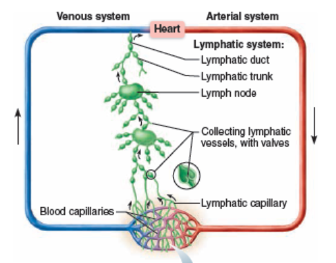 <p>Capillaries → vessels → trunks → ducts </p>