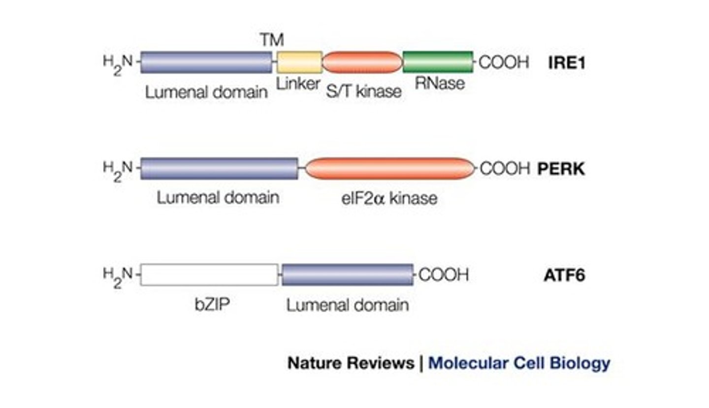 <p>PERK, IRE1α, and ATF6.</p>