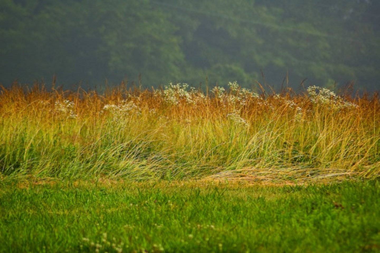 <p>temperate grassland</p>