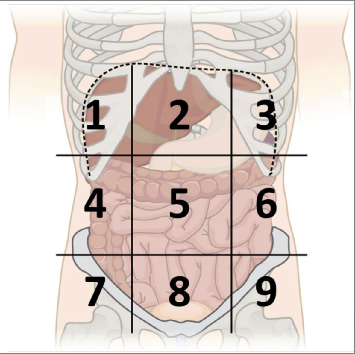 <p>abdominopelvic region 4</p>
