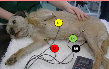 <p>Once the electrodes have been placed .. </p>