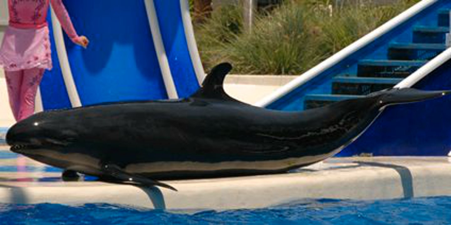 <p>Identify the species shown:</p>