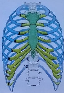 <p>Parts of the ribs </p>
