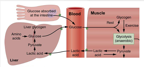<ol><li><p>Gluconeogenesis in liver</p></li></ol><p></p>