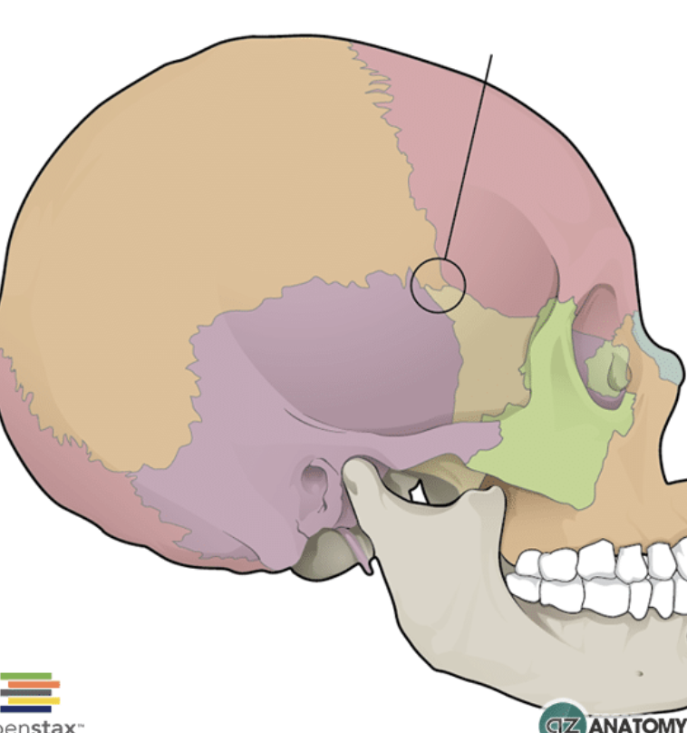 <p>Separates the coronal and squamous (in the front)</p>